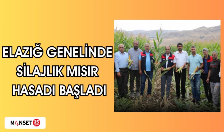 Elazığ genelinde silajlık mısır hasadı başladı