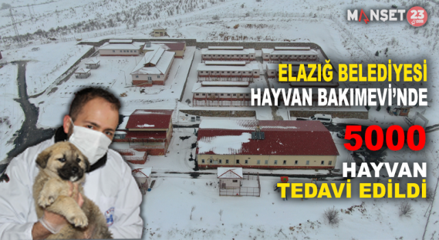 Elazığ Belediyesi Hayvan Hastanesi Ve Bakım Evinde 5 Bin'in Üzerinde Hayvan Tedavi Edildi