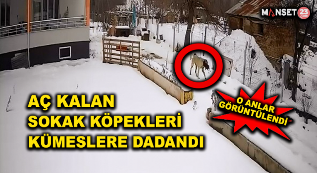 Aç Kalan Sokak Köpekleri Tavuklara Saldırdı, O Anlar Güvenlik Kamerasına Yansıdı