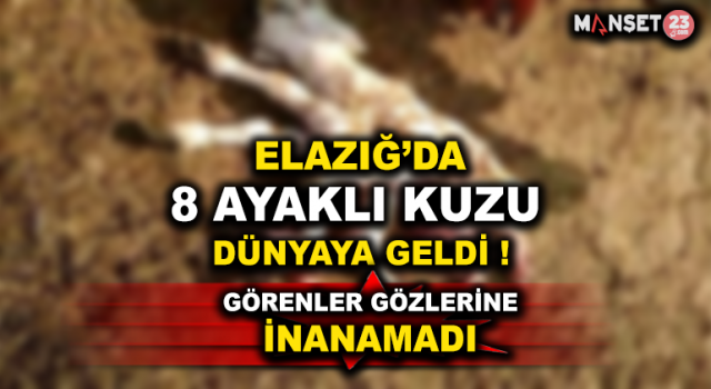 Elazığ’da 8 Ayaklı Kuzuyu Görenler Gözlerine İnanamadı