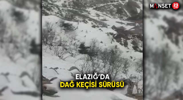 Elazığ’da Sürü Halinde Dağ Keçileri Görüldü