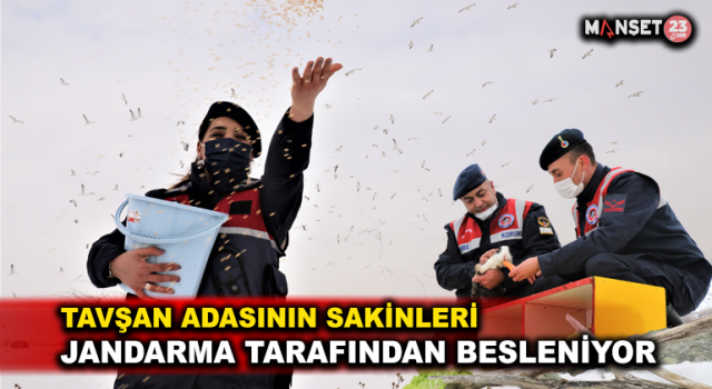 Tavşan Adası'nın Uzun Kulaklı Sakinleri Jandarma Tarafından Besleniyor