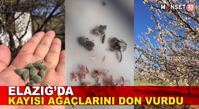 Elazığ’da Çiçek Açan Kayısı Ağaçlarını Don Vurdu