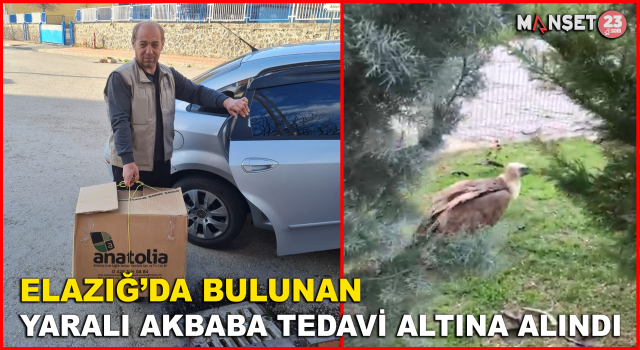 Elazığ’da Yaralı Akbaba Tedavi Altına Alındı