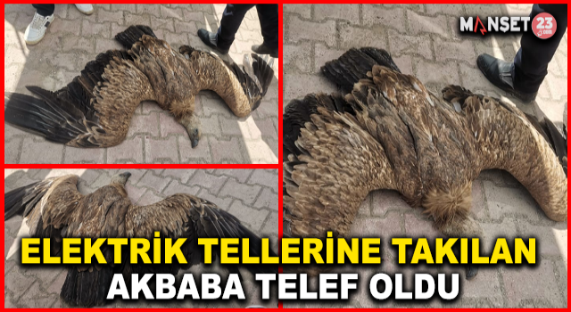 Elektrik Tellerine Takılan Akbaba Telef Oldu