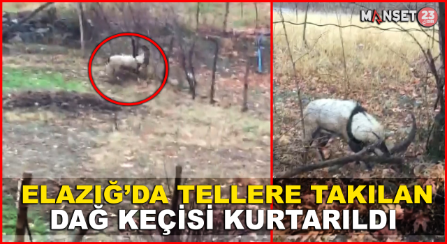 Tellere Takılan Dağ Keçisi Kurtarıldı