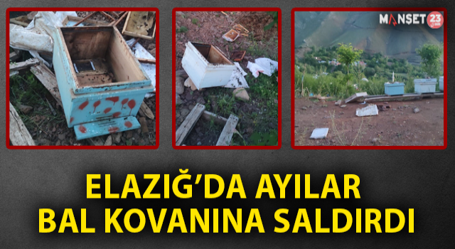 Elazığ’da Ayılar Arı Kovanlarını Parçaladı
