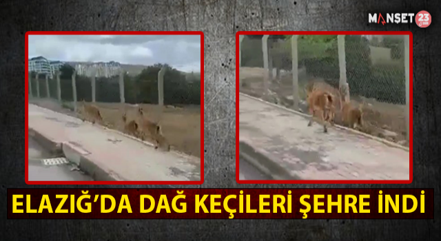 Elazığ’da Dağ Keçileri Şehir Merkezine İndi