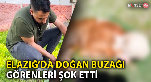 Elazığ’da Doğan Buzağı Şoke Etti