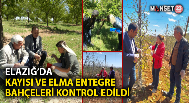 Elazığ’da Kayısı Ve Elma Entegre Bahçeleri Kontrol Edildi