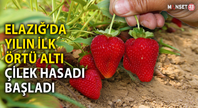 Elazığ’da Yılın İlk Örtü Altı Çilek Hasadı Başladı
