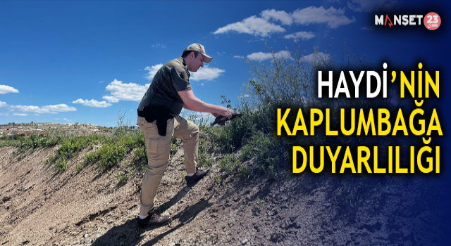 HAYDİ’nin Kaplumbağa Duyarlılığı