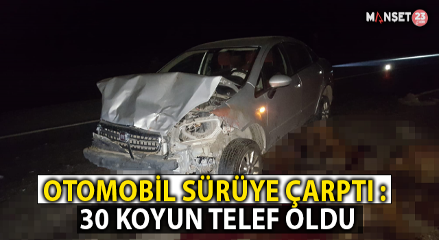 Otomobil Sürüye Çarptı: 30 Koyun Telef Oldu