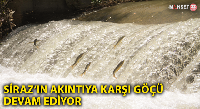Siraz'ın Akıntıya Karşı Göçü Devam Ediyor
