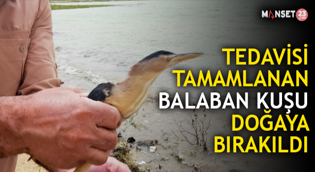 Tedavisi Tamamlanan Balaban Kuşu Doğaya Bırakıldı