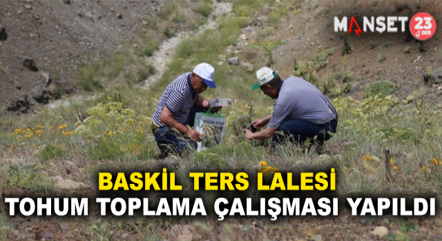 Baskil Ters Lalesi Tohum Toplama Çalışması Yapıldı