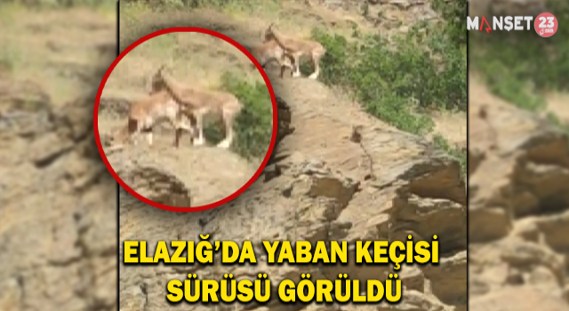 Elazığ’da Yaban Keçisi Sürüsü Görüldü