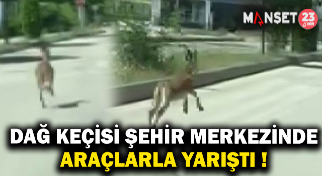Nesli Koruma Altında Olan Dağ Keçisi, Şehir Merkezinde Araçla Yarıştı