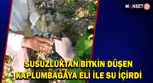 Susuzluktan Bitkin Düşen Kaplumbağaya Eliyle Su İçirdi