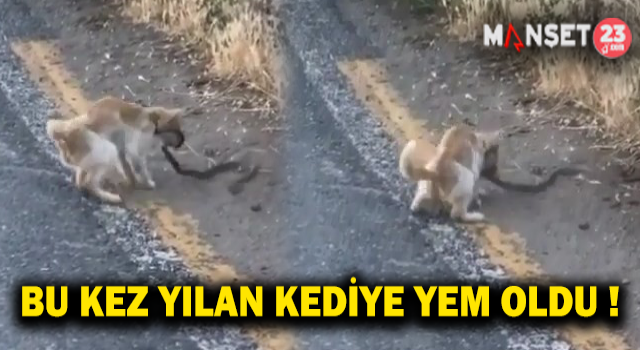 Yılanın Kurtulma Çabası Sonuç Vermedi, Kediye Yem Oldu