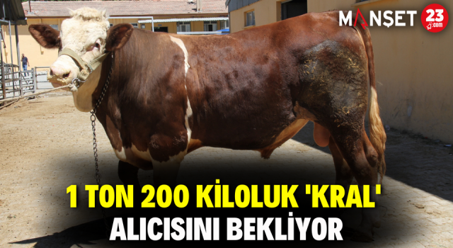 1 Ton 200 Kiloluk 'Kral' Alıcısını Bekliyor