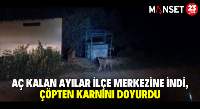 Aç Kalan Ayılar İlçe Merkezine İndi, Çöpten Karnını Doyurdu