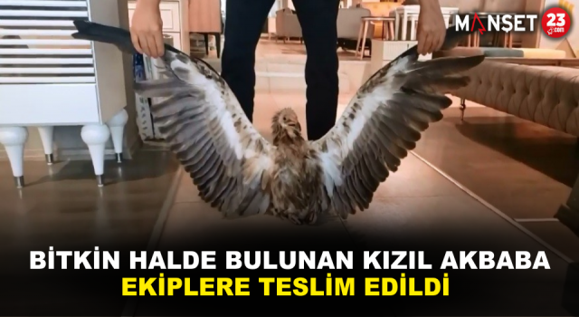 Bitkin Halde Bulunan Kızıl Akbaba, Ekiplere Teslim Edildi