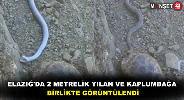 Elazığ'da 2 Metrelik Yılan ve Kaplumbağa Birlikte Görüntülendi
