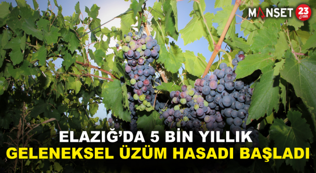 Elazığ’da 5 Bin Yıllık Geleneksel Üzüm Hasadı Başladı