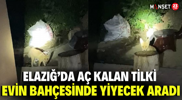 Elazığ’da Aç Kalan Tilki Evin Bahçesinde Yiyecek Aradı
