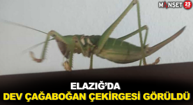 Elazığ’da Dev Çağaboğan Çekirgesi Görüldü