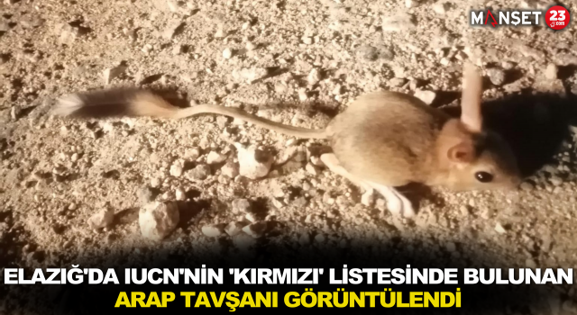 Elazığ'da IUCN'nin 'Kırmızı' Listesinde Bulunan Arap Tavşanı Görüntülendi