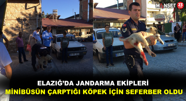 Elazığ’da Jandarma Ekipleri Minibüsün Çarptığı Köpek İçin Seferber Oldu