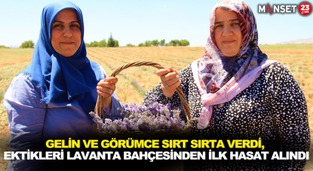 Gelin ve Görümce Sırt Sırta Verdi, Ektikleri Lavanta Bahçesinden İlk Hasat Alındı