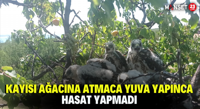 Kayısı Ağacına Atmaca Yuva Yapınca Hasat Yapmadı