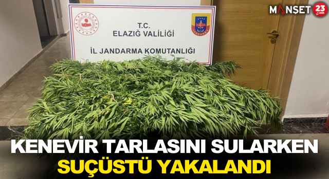 Kenevir Tarlasını Sularken Suçüstü Yakalandı