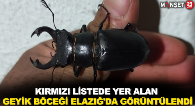 Kırmızı Listede Yer Alan Geyik Böceği Elazığ'da Görüntülendi