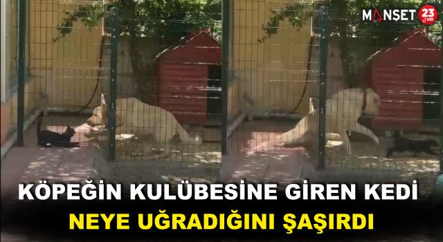 Köpeğin Kulübesine Giren Kedi Neye Uğradığını Şaşırdı