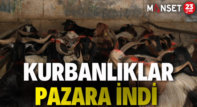 Kurbanlıklar Pazara İndi