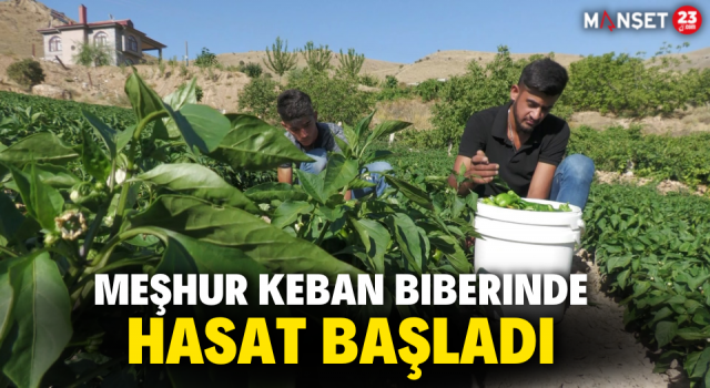 Meşhur Keban Biberinde Hasat Başladı