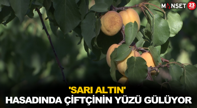'Sarı Altın' Hasadında Çiftçinin Yüzü Gülüyor