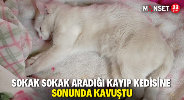 Sokak Sokak Aradığı Kayıp Kedisine Sonunda Kavuştu