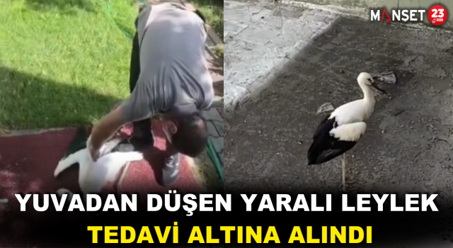 Yuvadan Düşen Yaralı Leylek, Tedavi Altına Alındı