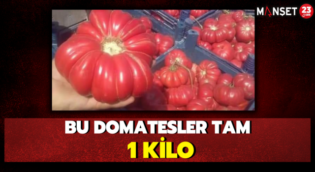 Bu Domatesler Tam 1 Kilo