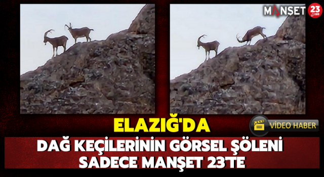 Elazığ'da Dağ Keçilerinin Görsel Şöleni Sadece Manşet 23'te