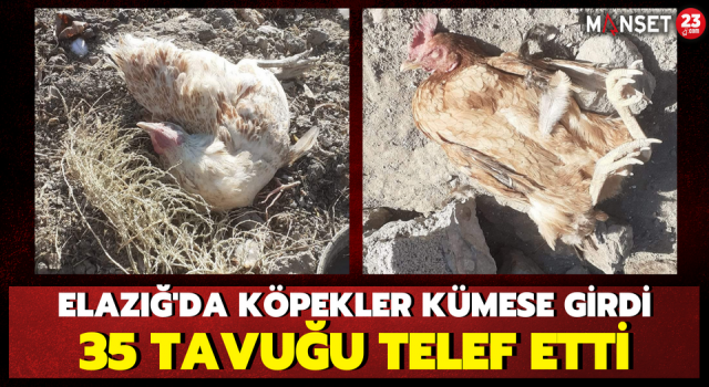 Elazığ'da Köpekler Kümese Girdi, 35 Tavuğu Telef Etti