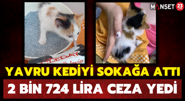 Yavru Kediyi Sokağa Attı, 2 Bin 724 Lira Ceza Yedi