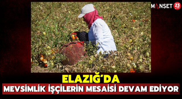 Elazığ’da Mevsimlik İşçilerin Mesaisi Devam Ediyor
