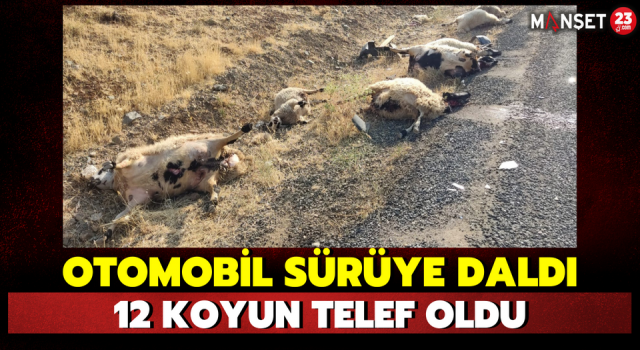 Otomobil Sürüye Daldı: 12 Koyun Telef Oldu