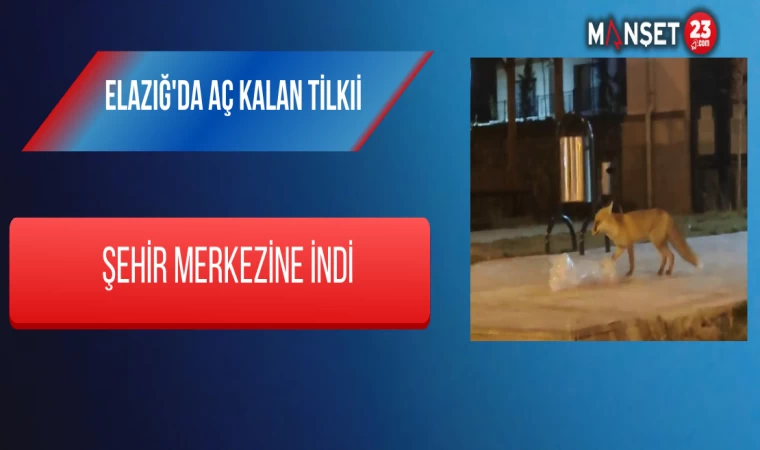 Elazığ'da Aç Kalan Tilki Şehir Merkezine İndi